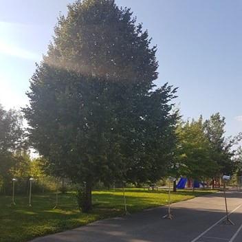 Understanding the effects of trees in reducing heat island effects in school yards and how they can improve citizen health
