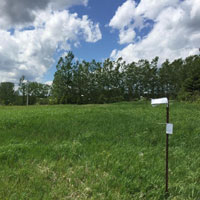 Effect of a diversified and resistant renaturalization of schoolyards and highway systems as part of an action plan to reduce heat islands in Laval 