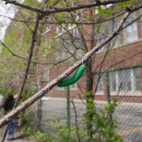 Using fake caterpillars to test predation rates in urban forests & as a citizen science tool 