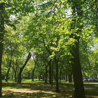 Emissions de COV par les arbres urbains et leurs effets sur la qualitÃ© de l