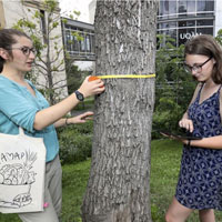 Establishment of a permanent urban forestry research plot